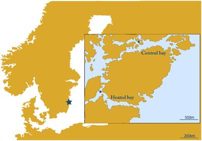 Climate change induces shifts in coastal Baltic Sea surface water microorganism stress and photosynthesis gene expression